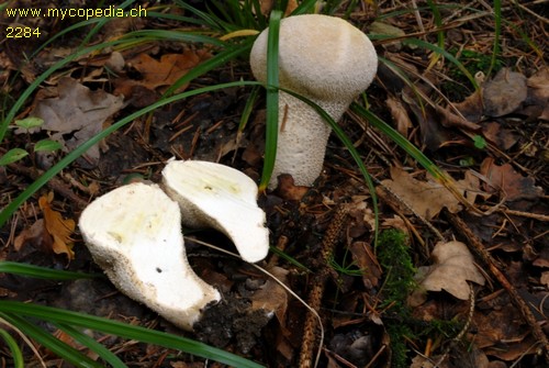 Lycoperdon excipuliforme - 