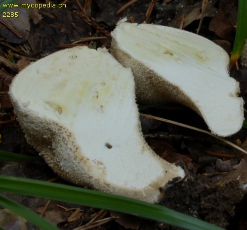 Lycoperdon excipuliforme - 