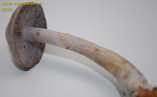 Cortinarius azureus - 