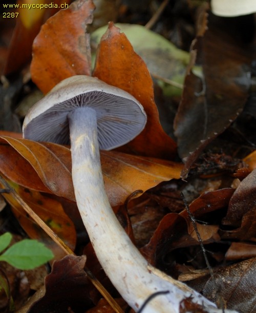 Cortinarius azureus - 