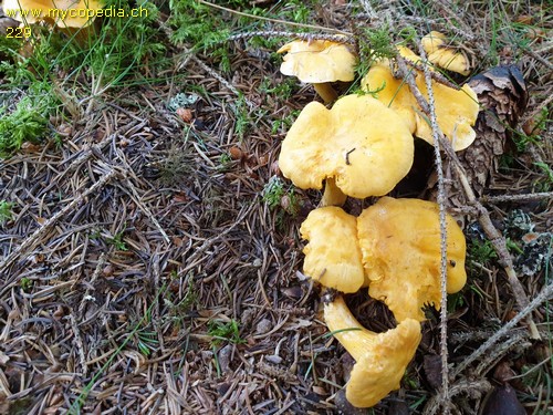 Cantharellus cibarius - 