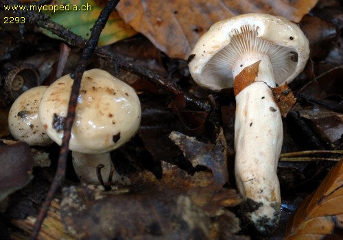 Lactarius pallidus - 