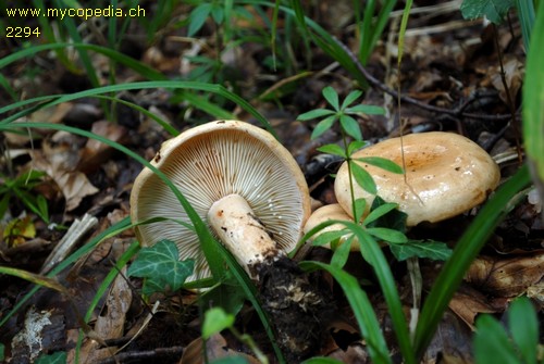 Lactarius pallidus - 