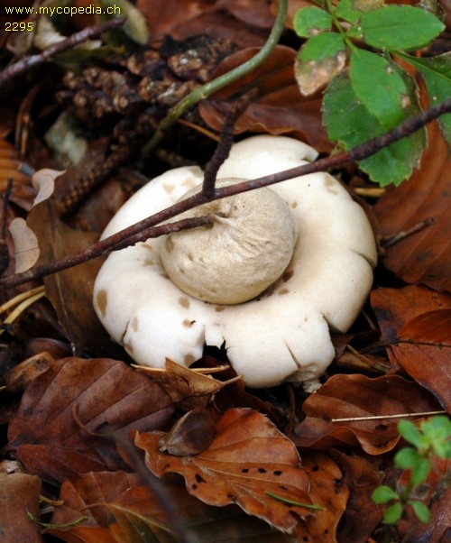 Geastrum sessile - 