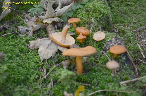 Lactarius aurantiacus - 