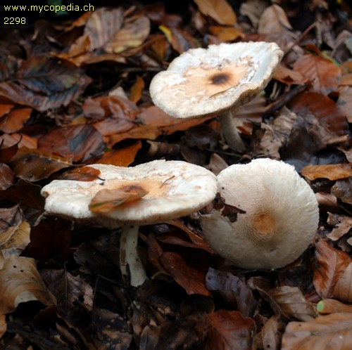 Lepiota ignivolvata - 