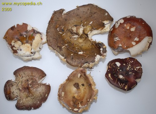 Russula vinosa - 