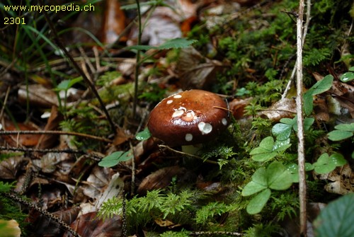 Russula vinosa - 