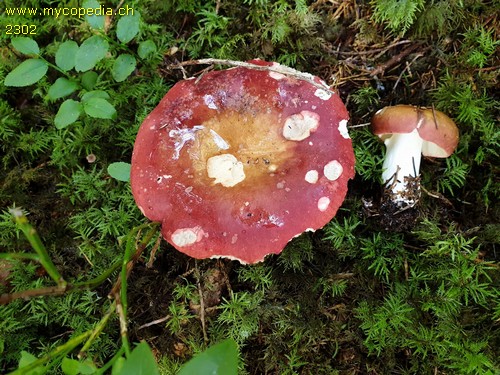 Russula vinosa - 