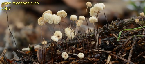 Marasmius wettsteinii - 