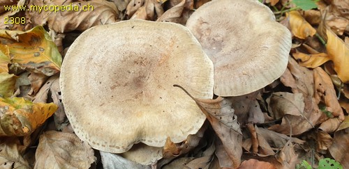 Lactarius fluens - 