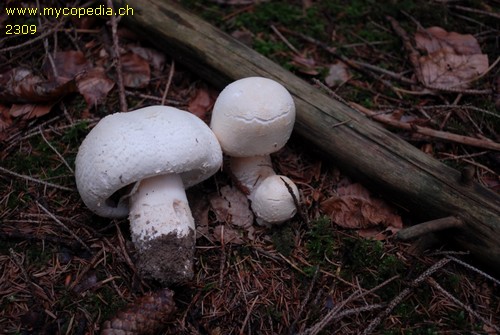 Agaricus urinascens - 