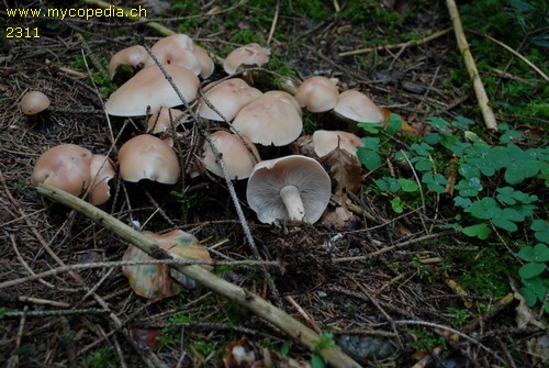 Clitocybe fragilipes - 