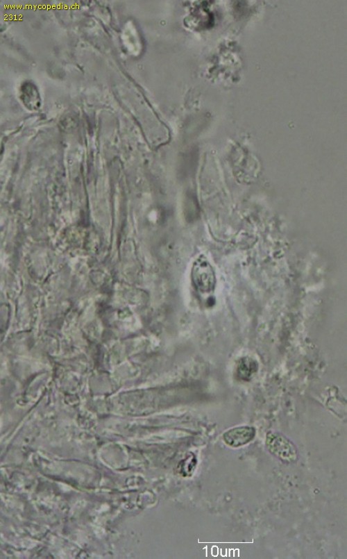 Clitocybe fragilipes - 