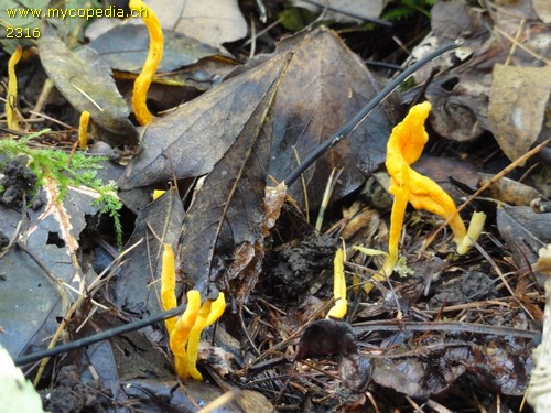 Clavulinopsis laeticolor - 