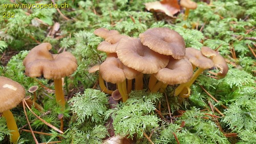 Cantharellus tubaeformis - 