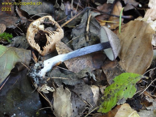 Entoloma dichroum - 