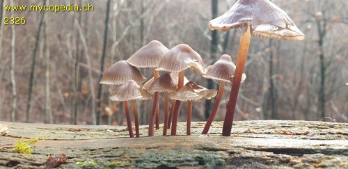 Mycena inclinata - 