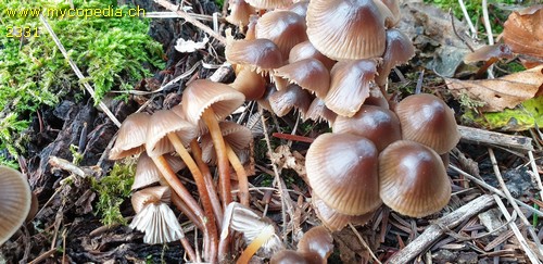 Mycena inclinata - 