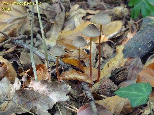 Mycena crocata - 