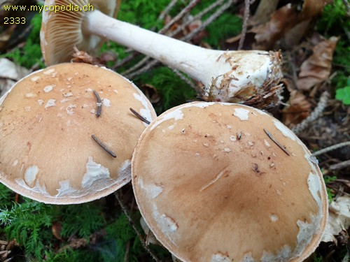 Leucocortinarius bulbiger - 