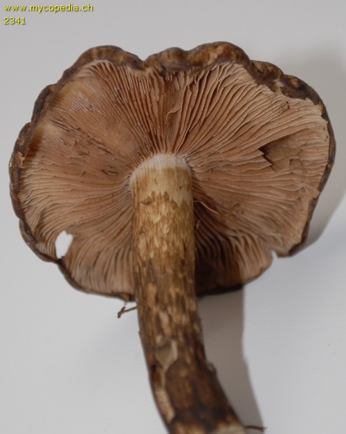 Psathyrella maculata - 