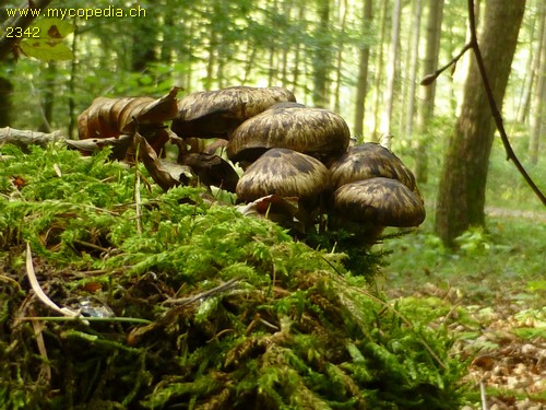 Psathyrella maculata - 