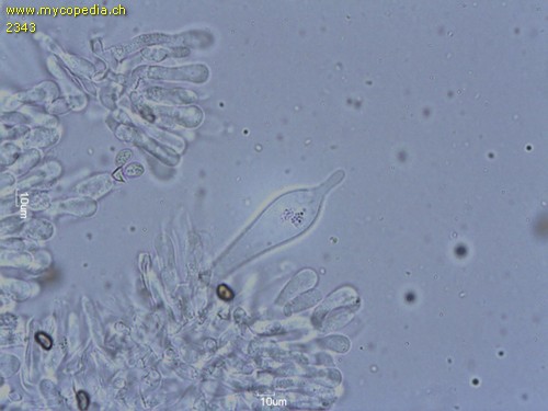 Psathyrella maculata - Cheilozystiden - 