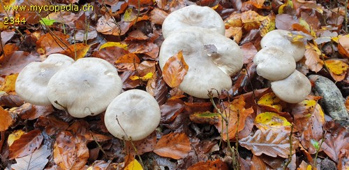 Clitocybe nebularis - 