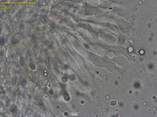 Mycena silvae-nigrae - Cheilozystiden - Wasser  - 