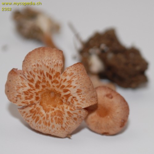 Laccaria laccata var. pallidifolia - 