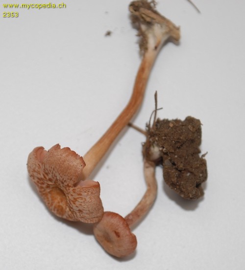 Laccaria laccata var. pallidifolia - 