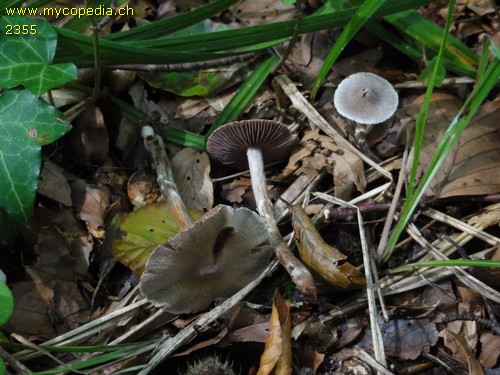 Cortinarius flexipes var. inolens - 