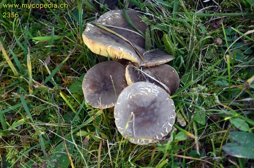 Lactarius picinus - 