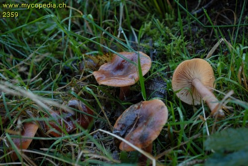 Lactarius subdulcis - 