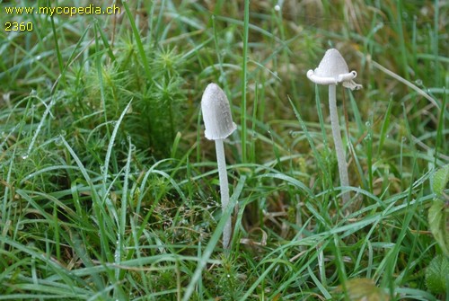 Coprinopsis cinereofloccosa - 