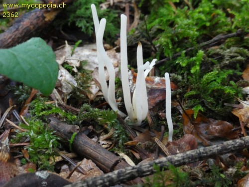 Clavaria acuta - 