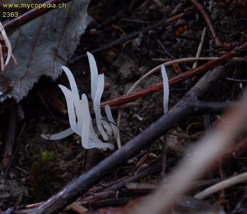 Clavaria acuta - 