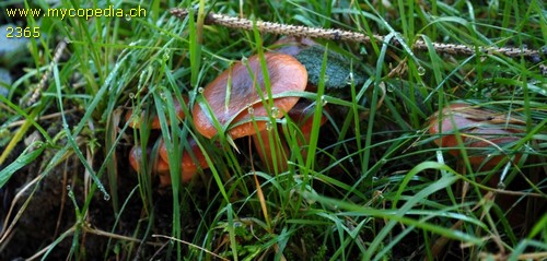 Lactarius subdulcis - 