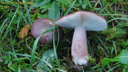 Russula queletii - 