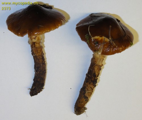 Cortinarius trivialis - 