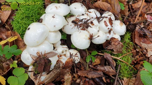 Hygrophorus chrysodon - 