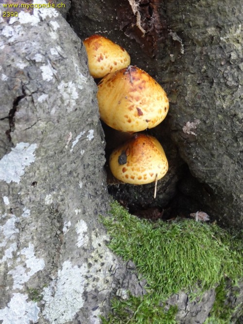 Pholiota adiposa - 