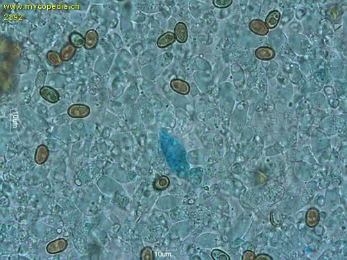 Pholiota cerifera - Pleurozystiden - Patentblau  - 