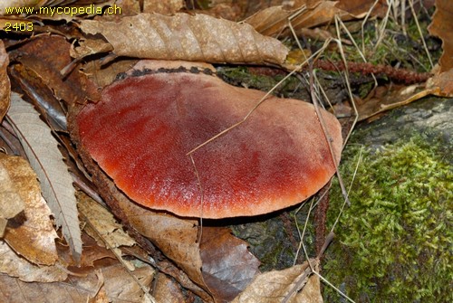 Fistulina hepatica - 