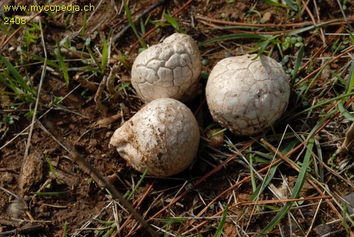 Calvatia gigantea - 