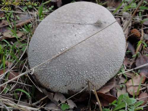 Calvatia gigantea - 