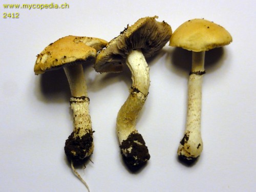 Stropharia coronilla - 