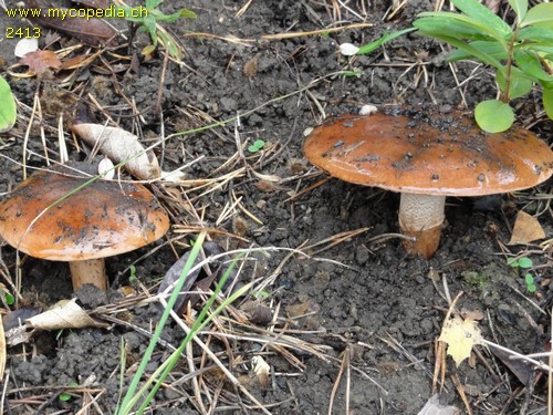 Tricholoma fracticum - 