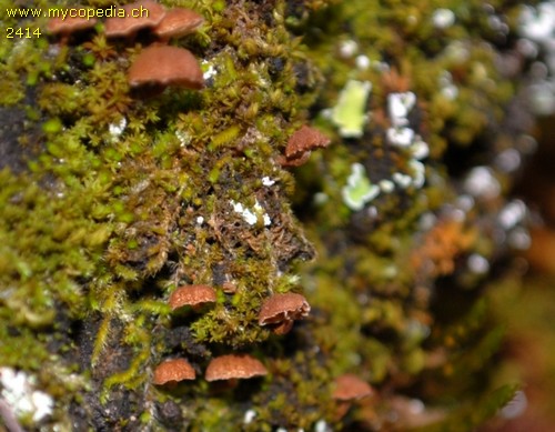 Phaeomarasmius rimulincola - 